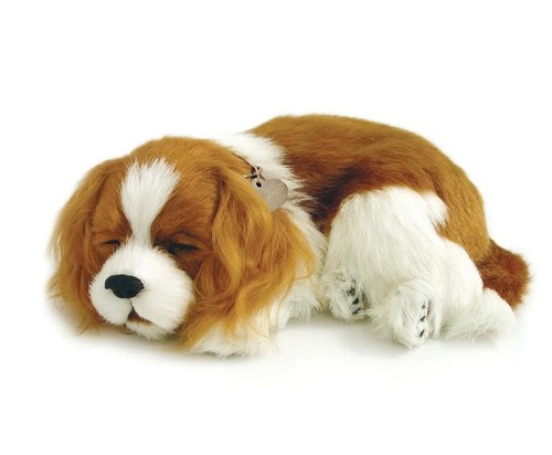 Perfetto petzzz cavalier king - perfetto,