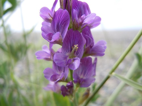 Medicago sativa seёds - seёds,, 3000