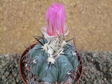 9k14 Echinocactus