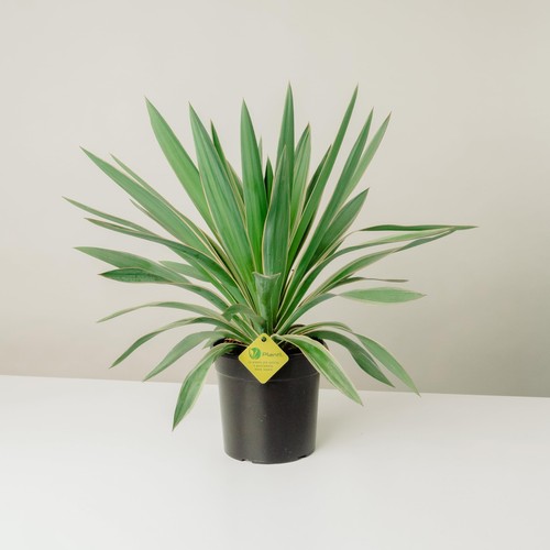 Plantì yucca gloriosa - plantì,