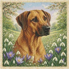 Cane cucciolo rhodesian - cucciolo,