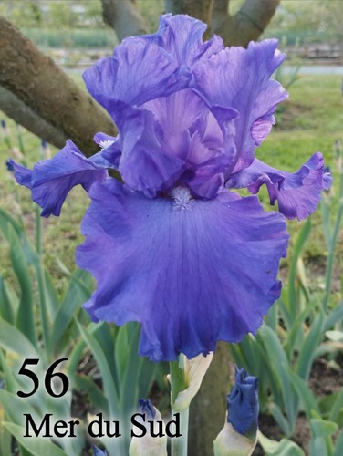 Rizoma iris germanica - rizoma,