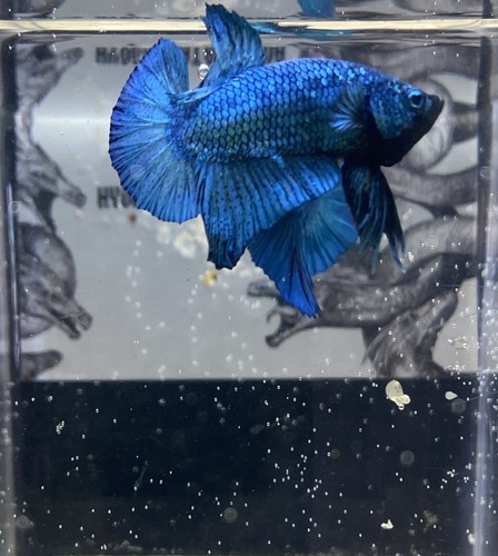 Betta maschio avatar x - maschio,