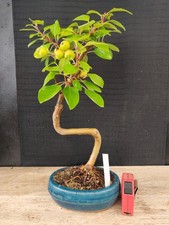bonsai di melo   h 40 cm