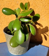 🎄🎅 Crassula Ovata 15 cm