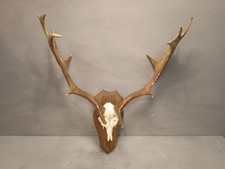 Trofeo Originale Corna Di