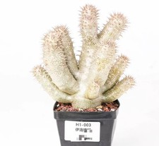 Pot 9cm Rare Cacti Pachypodium