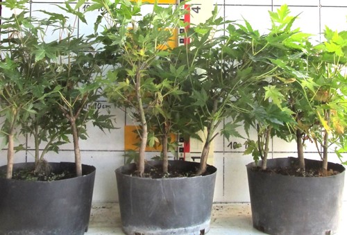 Pre bonsai acer palmatum - pre-bonsai,