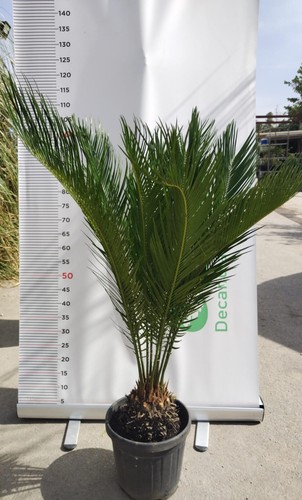 Pianta cycas revoluta - pianta,