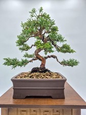 Bonsai di Ginepro Kishu