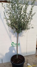 PIANTA DI ULIVO  ALTEZZA