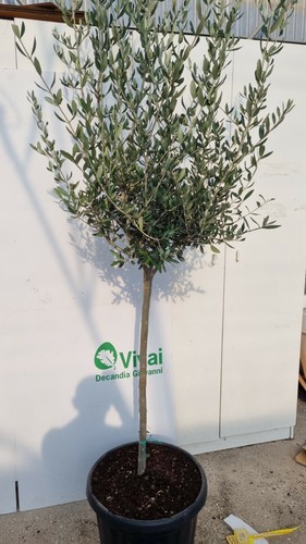 Pianta ulivo altezza - ulivo,