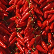Hot pepper Pepperoncini Italy