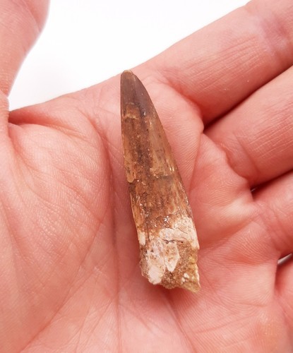 Dente spinosauro - dente,