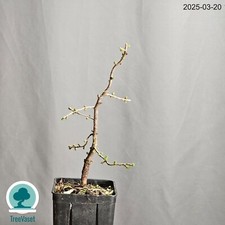 Bonsai Larix Decidua Outdoor