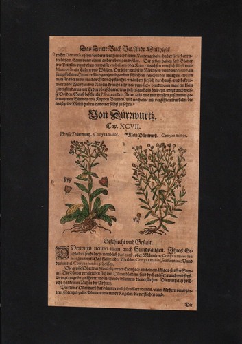1580 dürrwurz inula - -, conyzae