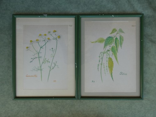 Disegni erbe fiori - 2,