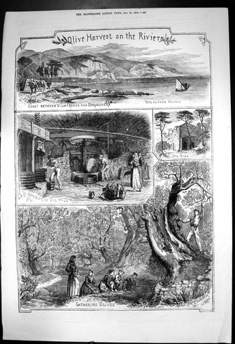 Old olive harvest riviera - olive,
