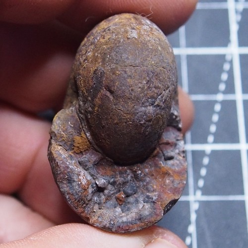 Goniatite devoniana - 52,