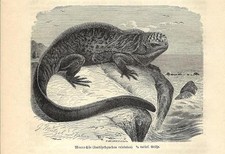 Stampa antica RETTILI IGUANA
