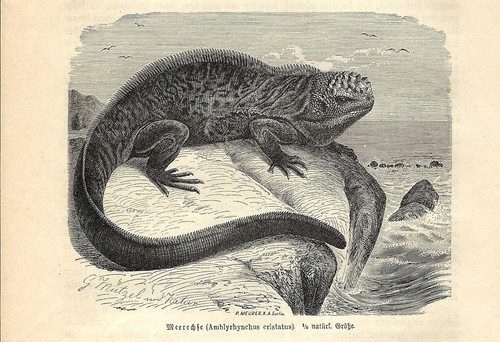 Stampa antica rettili iguana - rettili,