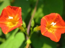 Ipomea arancione 100 semi