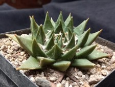 ARIOCARPUS TRIGONUS v. MINOR