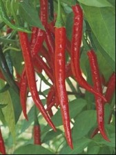 100 plus pepe caienna rosso - 100,
