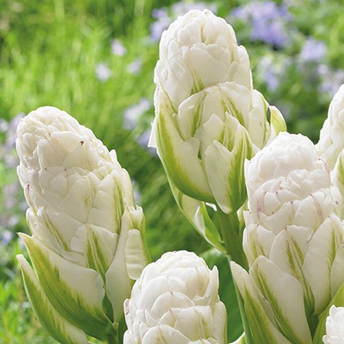 Tulipani bulbi fiori - di,