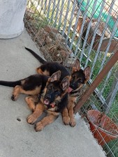 Cuccioli di pastore tedesco
