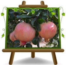 Melograno Valenciana Pianta da