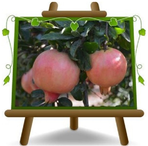 Melograno valenciana pianta - melograno,