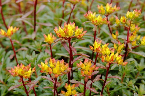 Sedum kamschaticum semi - kamschaticum, 70