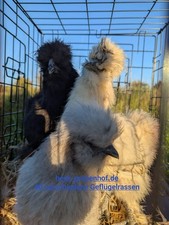 12 uova da cova galline di