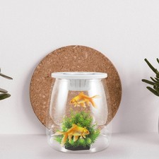  Acquario Da Scrivania Vasca