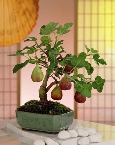 Bonsai 555t fichi - 555t,