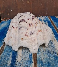 Conchiglia tridacna gigas 5 - gigas, 18,5