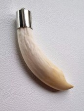 Autentico ciondolo dente di