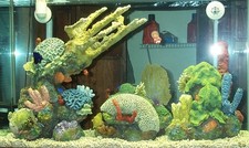 Saltwater Reef Aquarium Fish