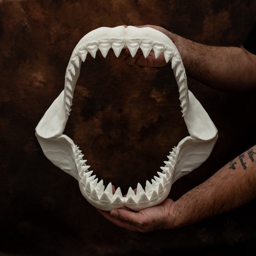 Great white shark jaw replica - great,