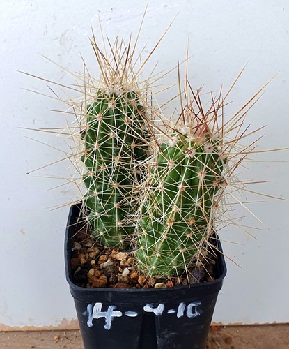 Echinocereus stramineus