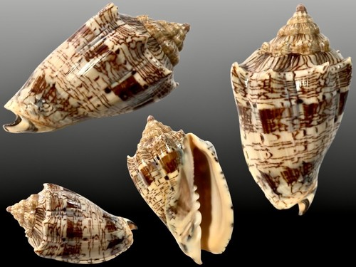 Volutidae voluta ebraea off - ebraea,,