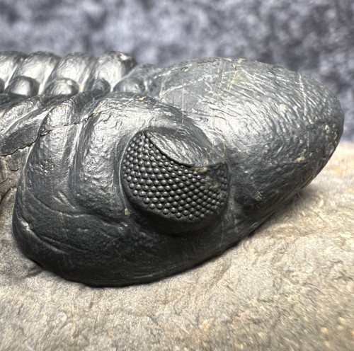 Reedops trilobite fossil - reedops,