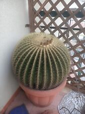 Cactus Grusone O Cuscino Della Suocera 