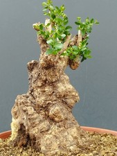 Bonsai Olivastro 30x20cm In