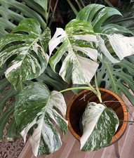 Bellissima pianta di Monstera