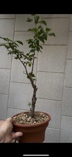 Melo - Bonsai shohin - Malus