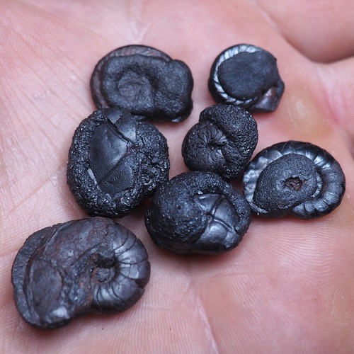 Goniatite botrioidale ematite - goniatite,