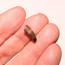 Dente di coccodrillo radicato