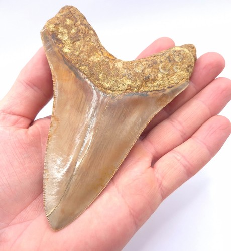 Bellissimo dente squalo - dente,